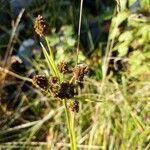 Scirpus atrovirens fruit picture by Lorelei Knight (cc-by-sa)