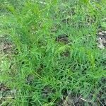 Vicia tetrasperma habit picture by Sloeniy Sloeniy (cc-by-sa)