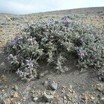 Astragalus geminiflorus flower picture by Fabien Anthelme (cc-by-sa)