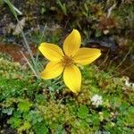 Bidens triplinervia flower picture by Gabriel OLLIVIER (cc-by-sa)