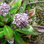 Valeriana secunda flower picture by Fabien Anthelme (cc-by-sa)