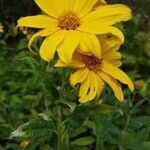 Helianthus strumosus flower picture by George Cantlie (cc-by-sa)