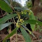 Ocotea acutifolia flower picture by Trap Hers (cc-by-sa)