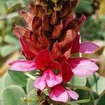 Indigofera schimperi flower picture by susan brown (cc-by-sa)