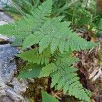 Gymnocarpium robertianum leaf picture by Georgius (cc-by-sa)