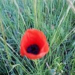 Papaver argemone flower picture by salvatore (cc-by-sa)