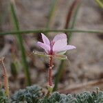 Erodium lebelii flower picture by Gaël Covain (cc-by-sa)