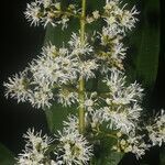 Miconia commutata flower picture by Nelson Zamora Villalobos (cc-by-nc)