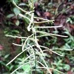 Paspalum paniculatum fruit picture by Trap Hers (cc-by-sa)