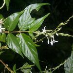 Gonzalagunia osaensis flower picture by Nelson Zamora Villalobos (cc-by-nc)