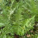Dryopteris filix-mas habit picture by David Hocken (cc-by-sa)