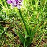 Neotinea tridentata habit picture by Mario Cannata (cc-by-sa)