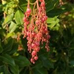 Arbutus menziesii flower picture by Steven Fisher (cc-by-sa)