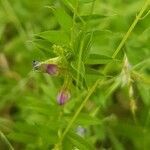 Vicia sativa flower picture by pas durdu (cc-by-sa)