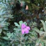 Leucophyllum frutescens flower picture by TANIA LORENZA OJEDA LOPEZ MESTAS (cc-by-sa)