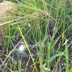 Rhynchospora tenuis habit picture by Trap Hers (cc-by-sa)