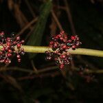 Clidemia discolor fruit picture by Nelson Zamora Villalobos (cc-by-nc)