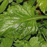 Tephroseris balbisiana leaf picture by Umberto Ferrando (cc-by-sa)