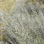 Hyalis argentea habit picture by Trap Hers (cc-by-sa)