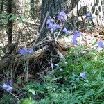 Campanula persicifolia habit picture by francois tissot (cc-by-sa)