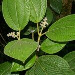 Conostegia micrantha flower picture by Nelson Zamora Villalobos (cc-by-nc)
