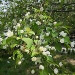 Malus baccata habit picture by Dieter Albrecht (cc-by-sa)