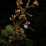 Machaerium biovulatum flower picture by Nelson Zamora Villalobos (cc-by-nc)