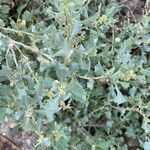 Atriplex muelleri habit picture by Rina Jeger (cc-by-sa)