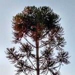 Araucaria angustifolia habit picture by JP Corrêa Carvalho (cc-by-sa)