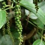 Piper nigrum fruit picture by anilkumar ayyappan (cc-by-sa)