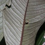 Ardisia nigropunctata leaf picture by Nelson Zamora Villalobos (cc-by-nc)