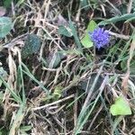Jasione montana habit picture by Jeff B (cc-by-sa)