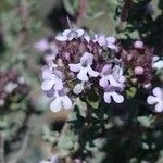 Thymus vulgaris flower picture by Guilhem Espert (cc-by-sa)