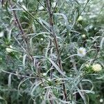 Symphyotrichum pilosum leaf picture by Gonzalez Ricard (cc-by-sa)