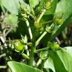 Menyanthes trifoliata fruit picture by Julien Lavenus (cc-by-sa)