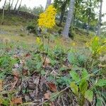 Solidago virgaurea habit picture by Cristian Zanella Cristian Zanella (cc-by-sa)