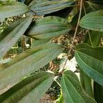 Cinnamomum bejolghota leaf picture by Dieter Albrecht (cc-by-sa)