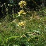 Gentiana burseri habit picture by Jean-Francois Julien (cc-by-sa)
