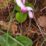 Cyclamen purpurascens habit picture by Martin Bishop (cc-by-sa)