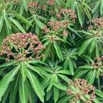 Euphorbia mellifera leaf picture by Mab Versluis (cc-by-sa)