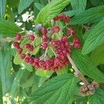 Viburnum rhytidophyllum fruit picture by Annelise (cc-by-sa)
