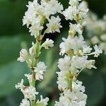 Reynoutria japonica flower picture by Dieter Albrecht (cc-by-sa)