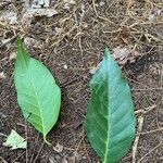 Hopea odorata leaf picture by Jing Wei Yeong (cc-by-sa)