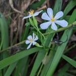 Eleutherine bulbosa flower picture by Alex Greene (cc-by-sa)