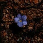 Linum narbonense flower picture by Paul FRANCK (cc-by-sa)