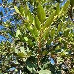 Ceratonia siliqua leaf picture by Jorge Alcauza (cc-by-sa)