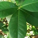 Crescentia cujete leaf picture by Raul Vaquer (cc-by-sa)