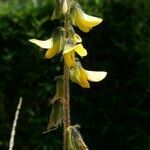 Crotalaria incana flower picture by Shehadi Ramiz (cc-by-sa)