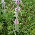 Stachys germanica habit picture by Miloš Miloš (cc-by-sa)