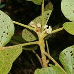 Christiana africana leaf picture by Nelson Zamora Villalobos (cc-by-nc)